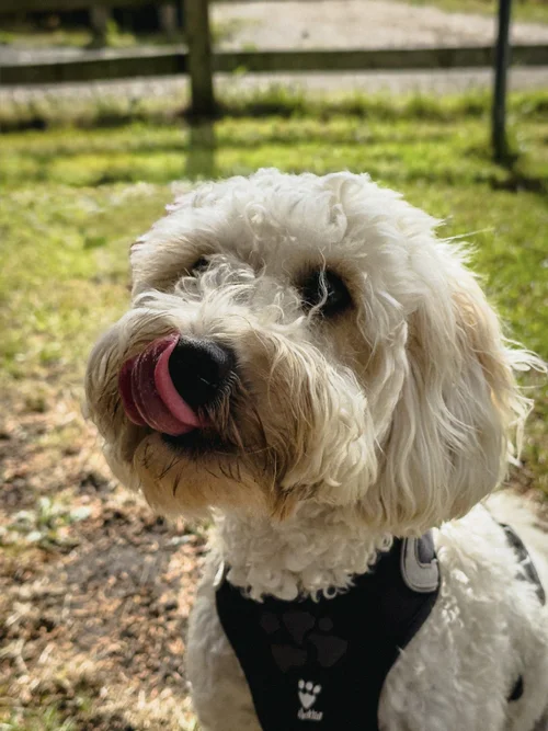 Toby, Pawfessor of English