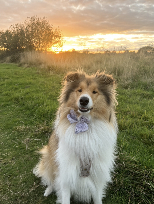 Bonnie, Literacy Lassie
