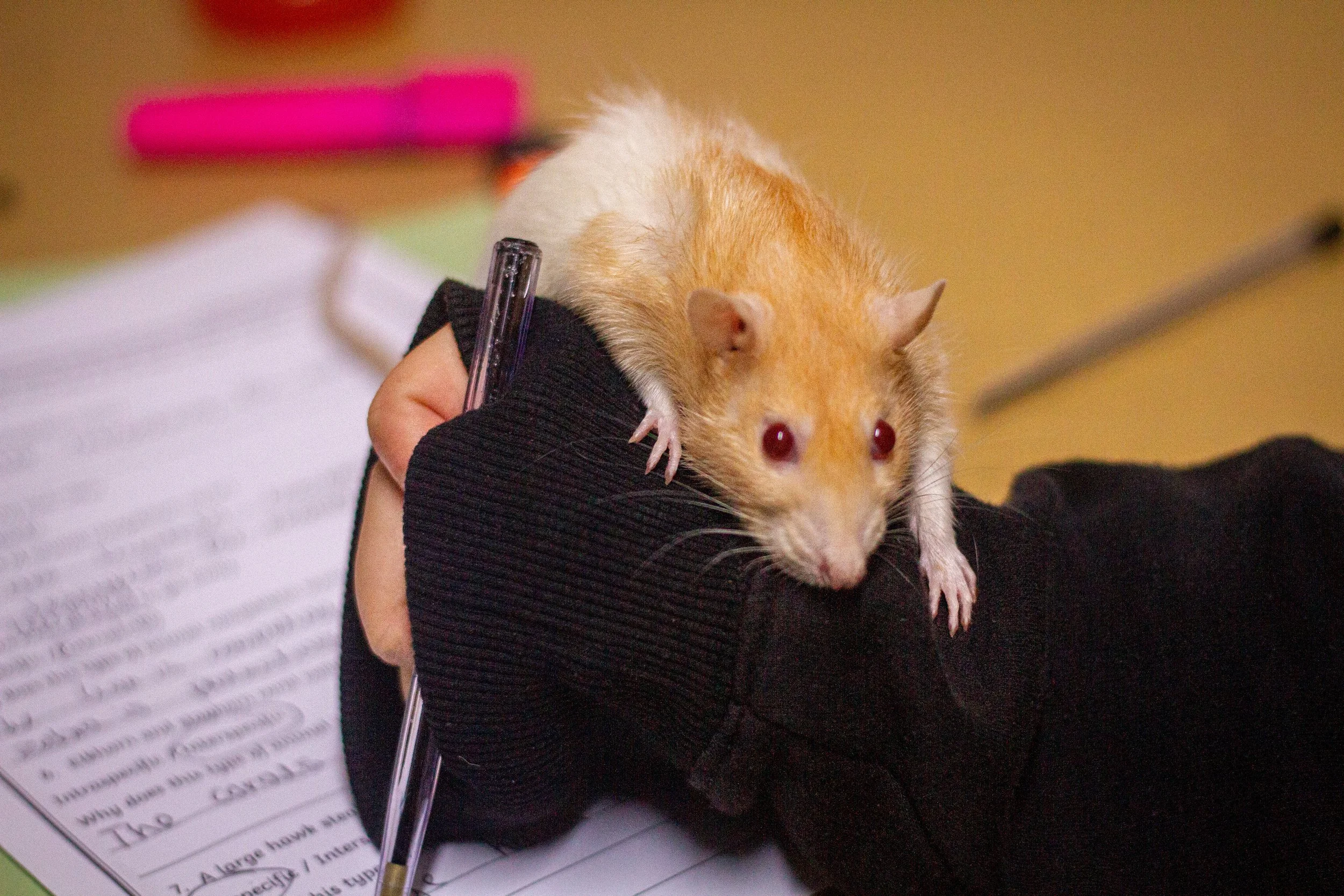 Education Through Small Animals at Changing Lives SEN School