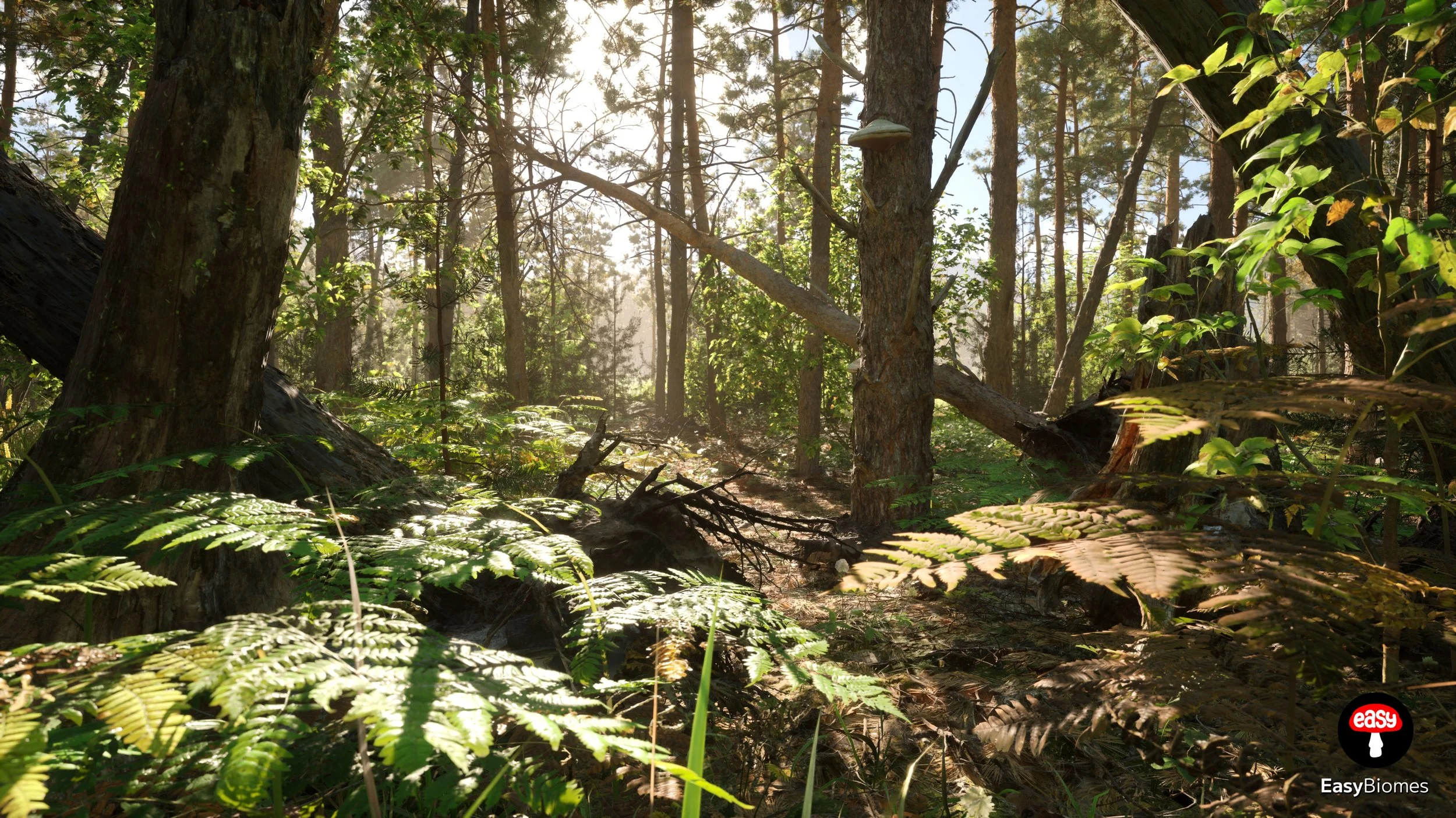 Sunlight illuminating ferns and fallen wood beneath pine trees