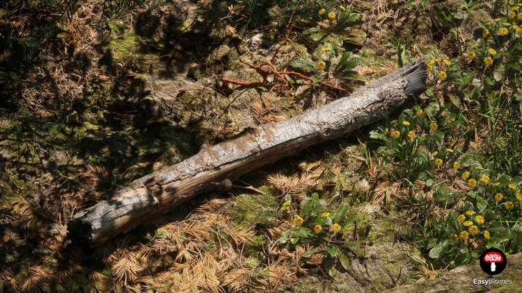 Fallen pine trunk and detailed forest-floor vegetation