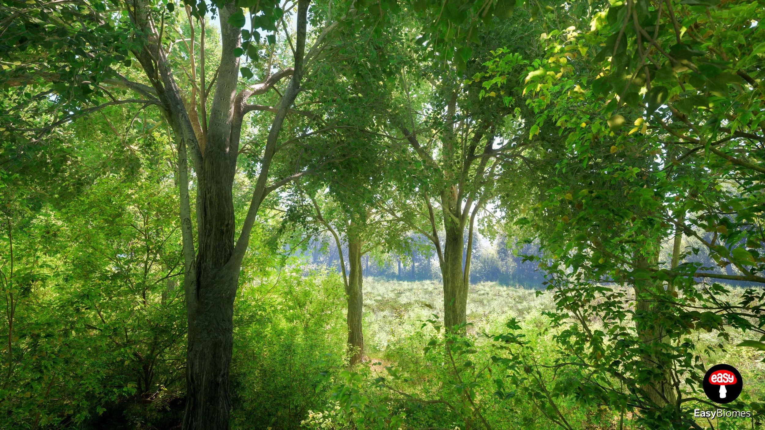 Windbreak tree line between fields
