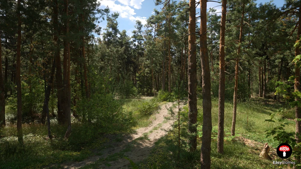 Pine forest environment