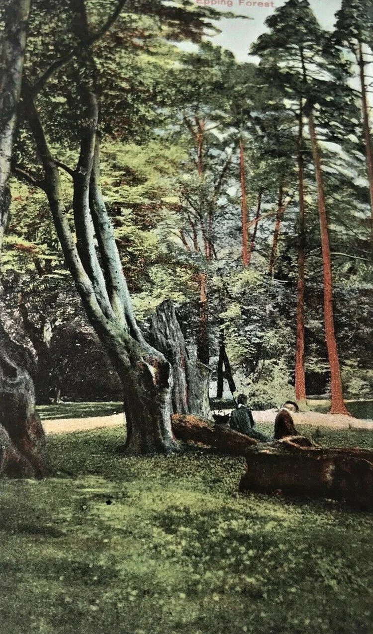 The beech woods of Epping Forest on an early postcard