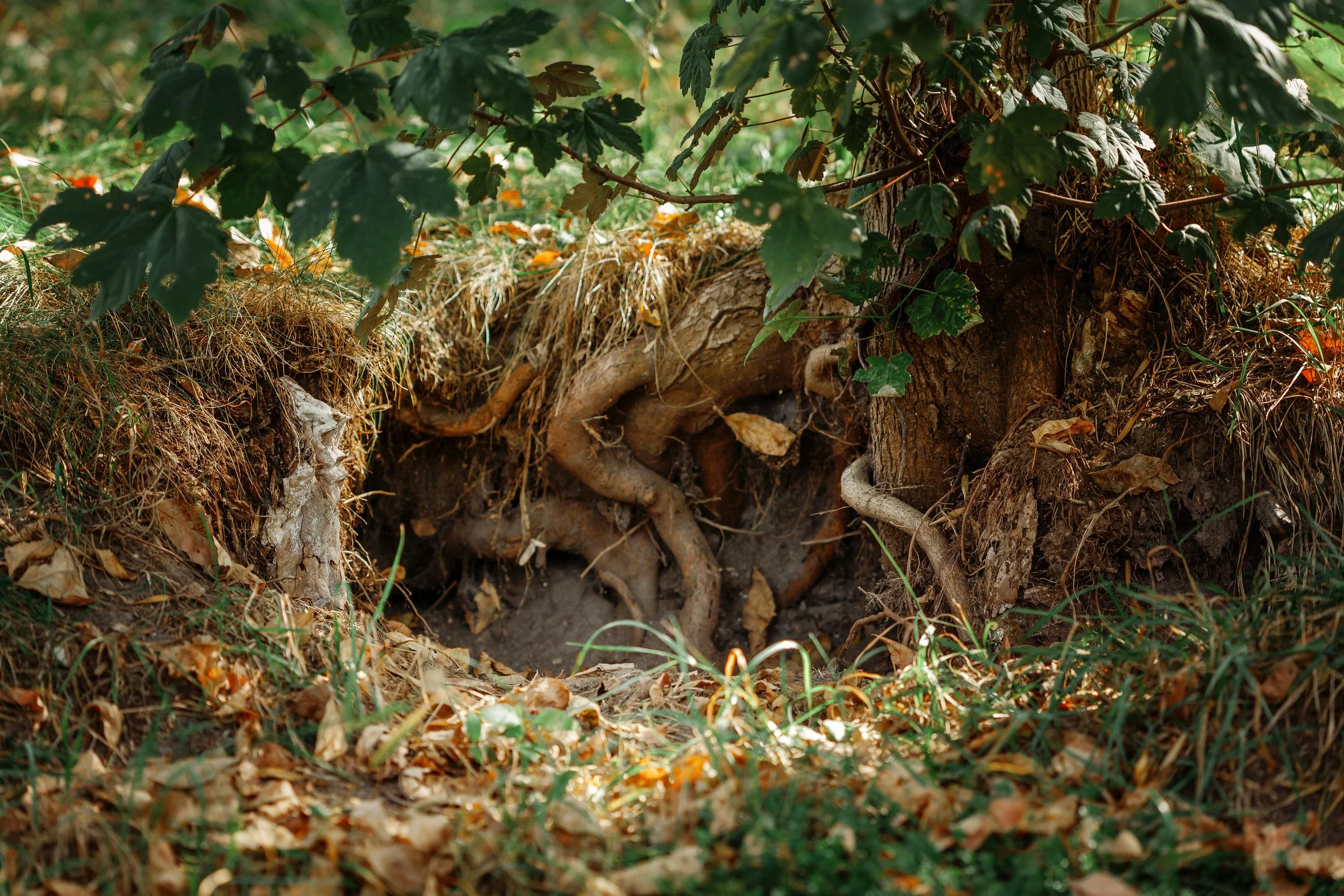 plant roots representing steady spiritual healing support