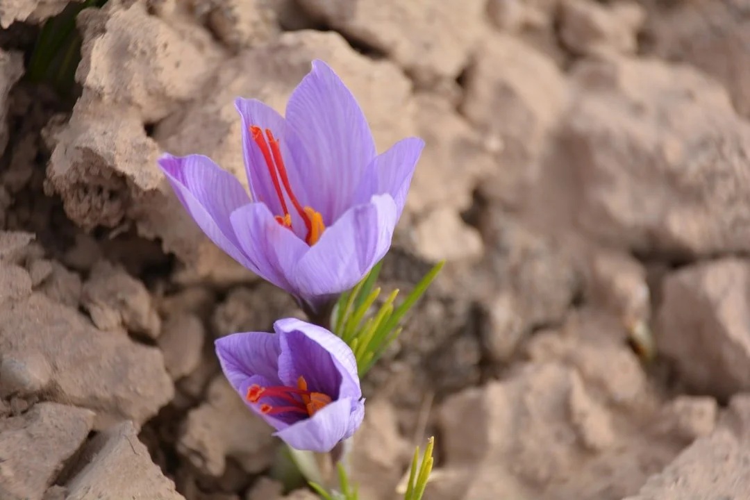 Golden saffron threads scattered across a warm, textured surface