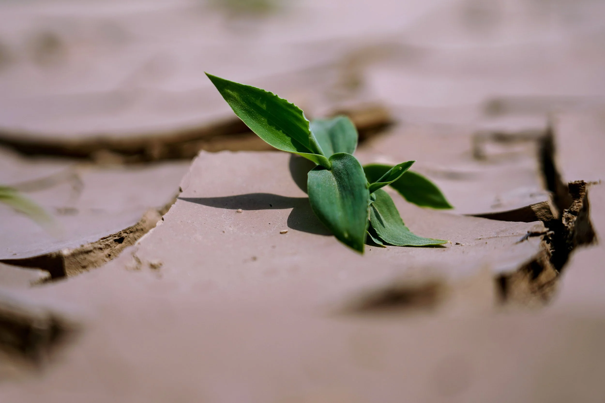 Cracked dry earth with a single green shoot emerging, representing spiritual longing and the threshold of healing