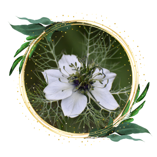 Black seed - the prophetic cure