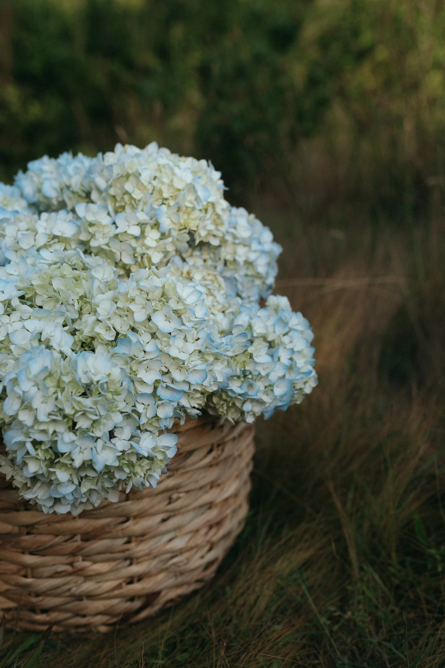 Blue hydrangeas gathered in a woven basket