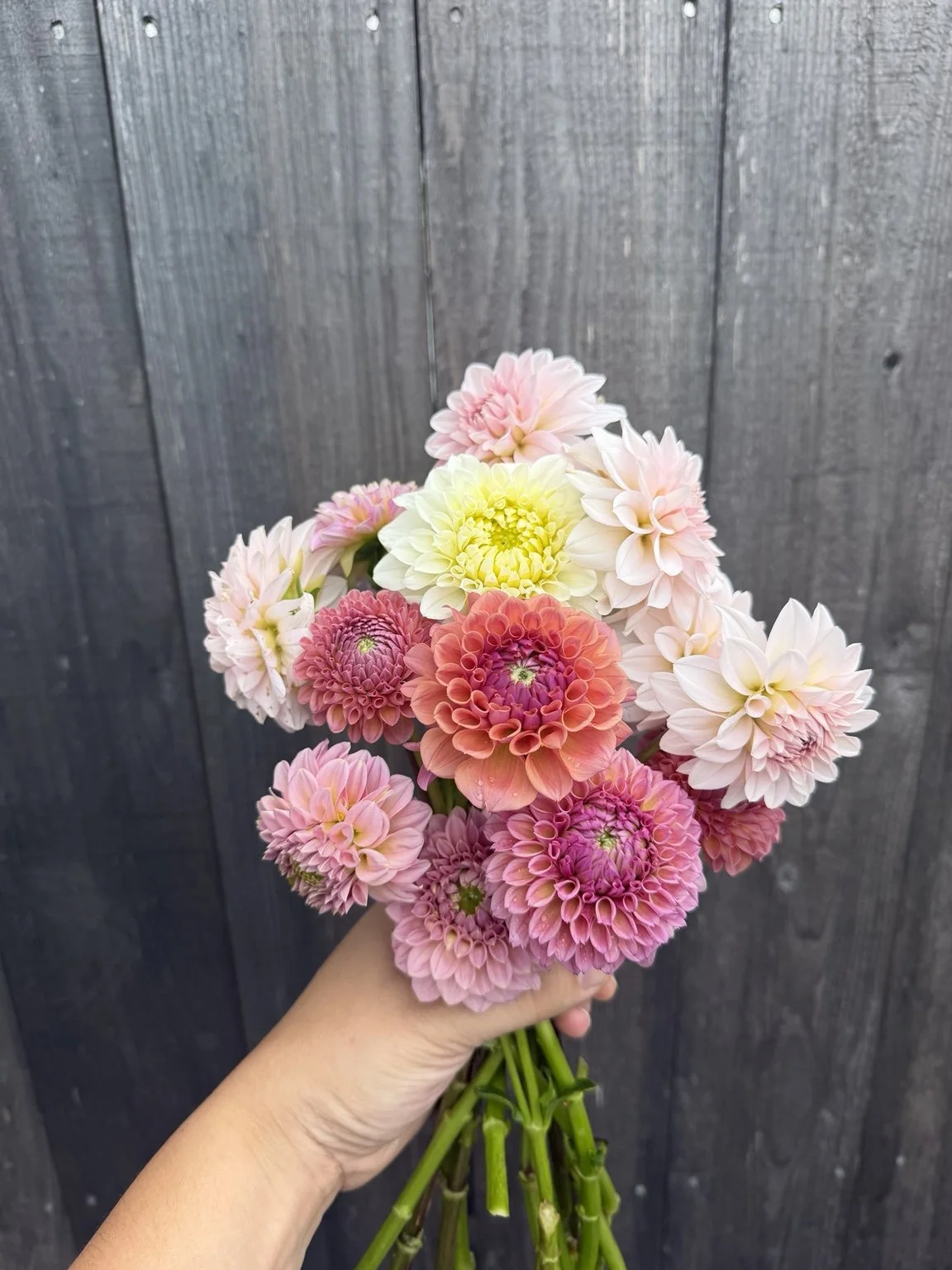 Dahlia Subscription