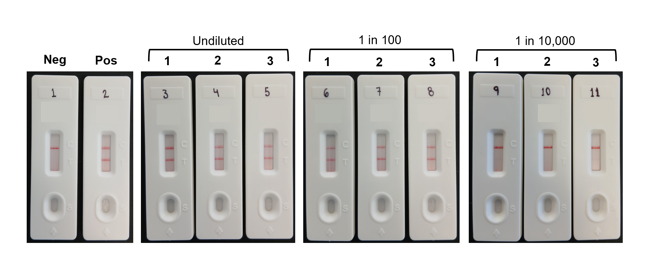 Isothermal amplification with lateral-flow strip readout: negative and positive controls and a dilution series, each in triplicate