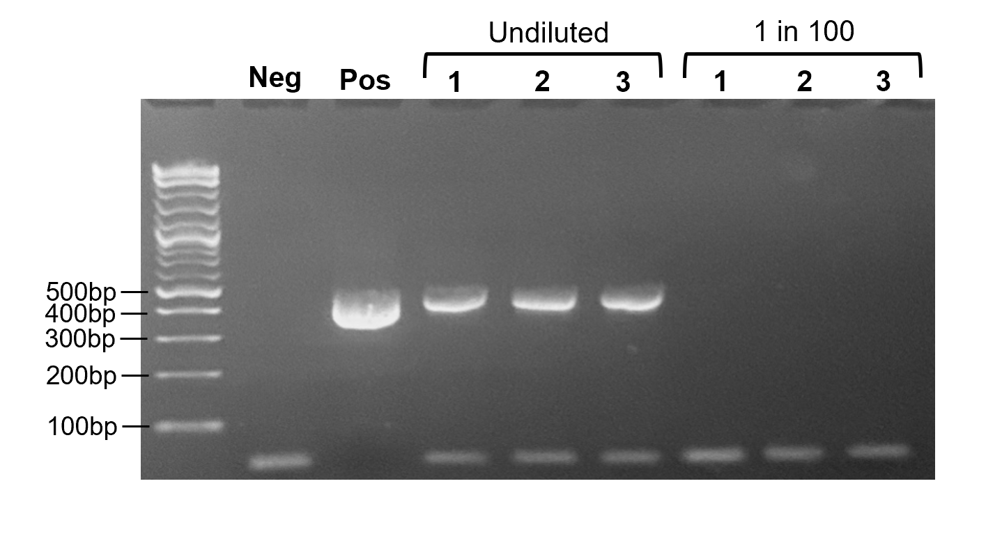 PCR Kit A agarose gel: negative and positive controls, plus undiluted and 1-in-100 samples in triplicate, with size ladder