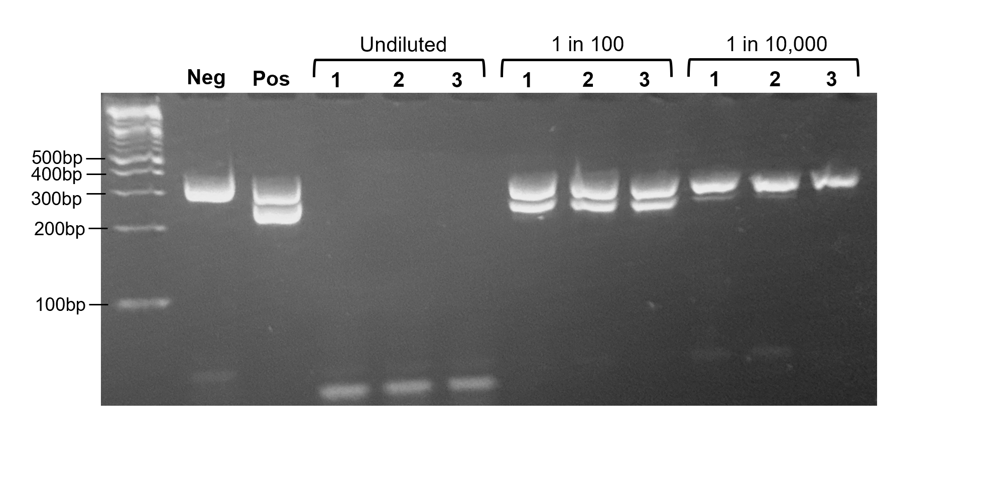 PCR Kit C agarose gel: undiluted, 1-in-100 and 1-in-10,000 samples in triplicate, with controls and size ladder