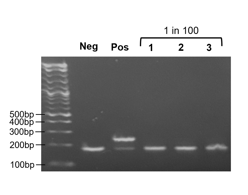 PCR Kit B agarose gel: 1-in-100 samples in triplicate with positive and negative controls and size ladder
