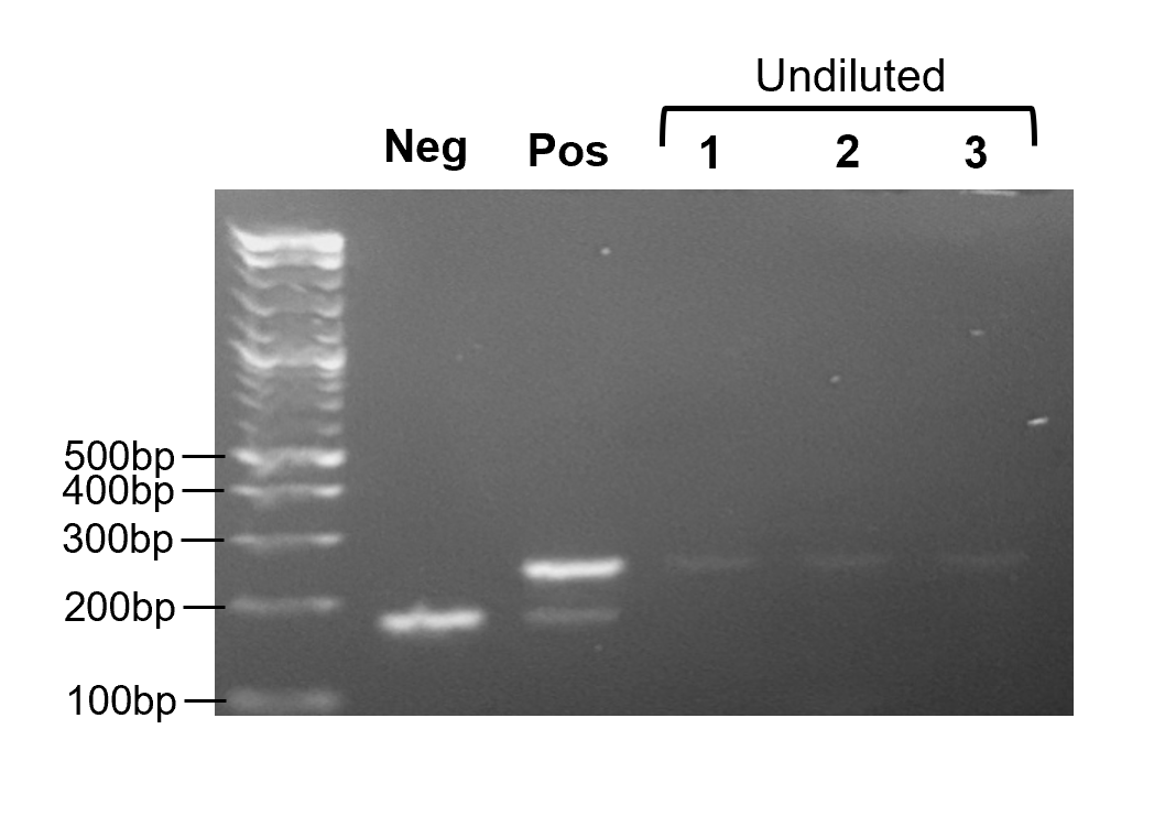 PCR Kit B agarose gel: undiluted samples in triplicate with positive and negative controls and size ladder