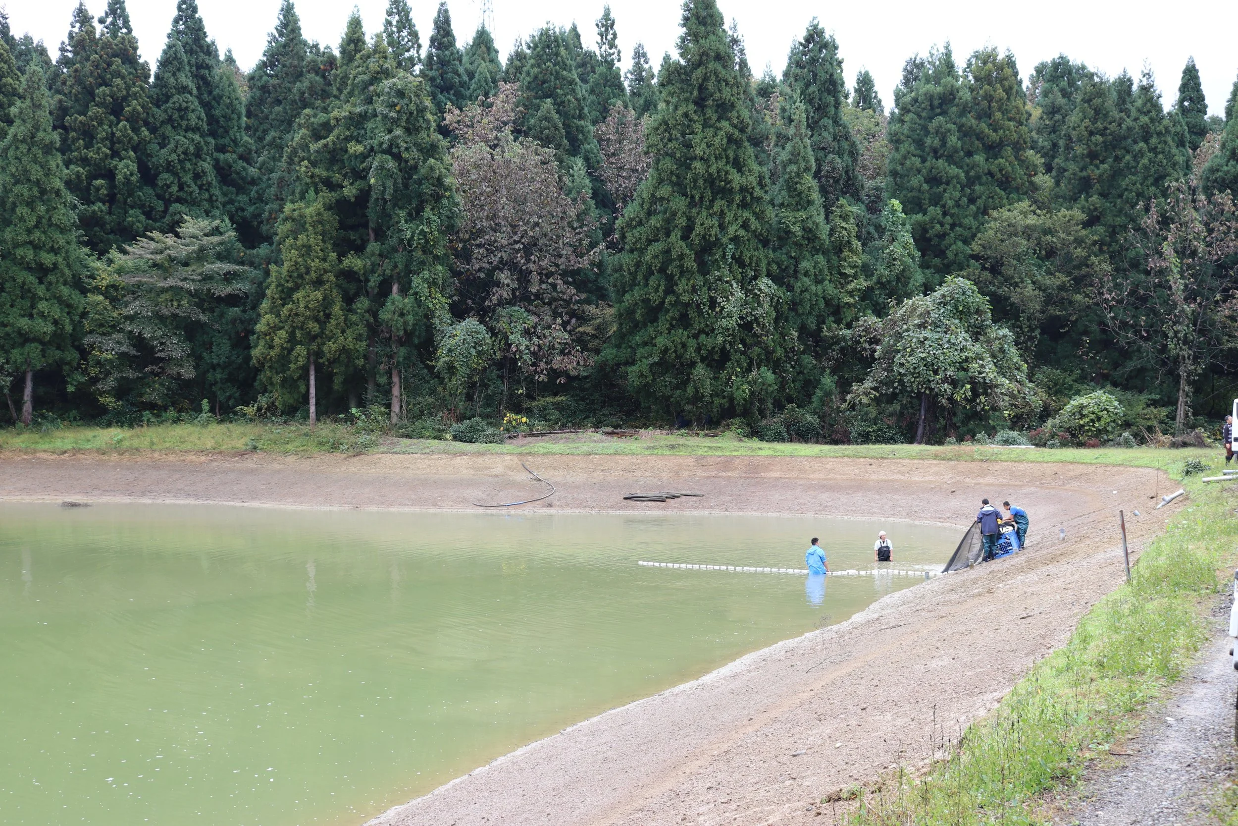 The Niigata Ikeage with Cots Koi