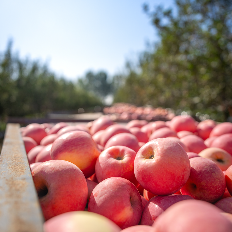 Red apples in a wooden bin beside an orchard