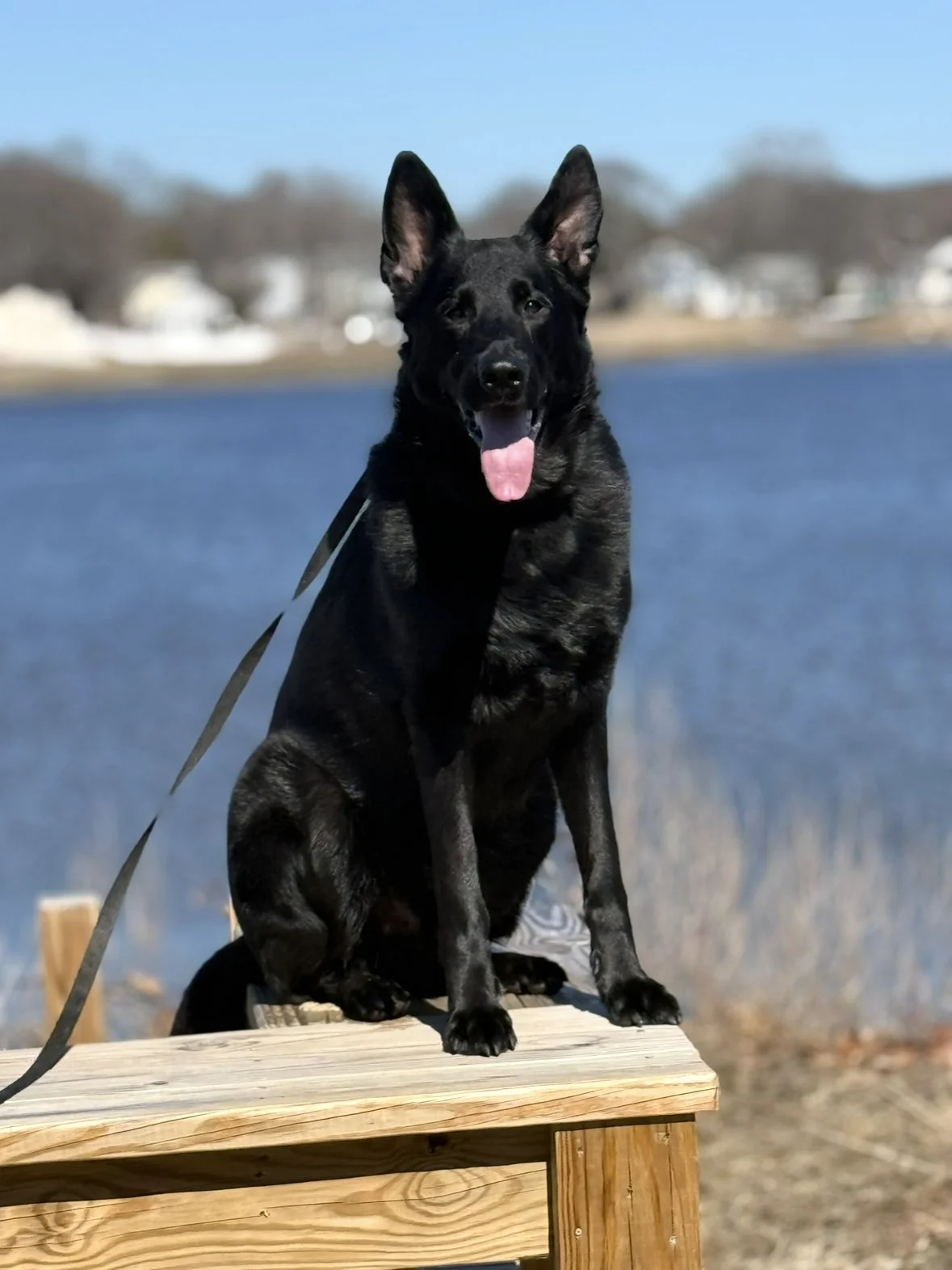 Ranger, a black German Shepherd, sitting on a bench by the water