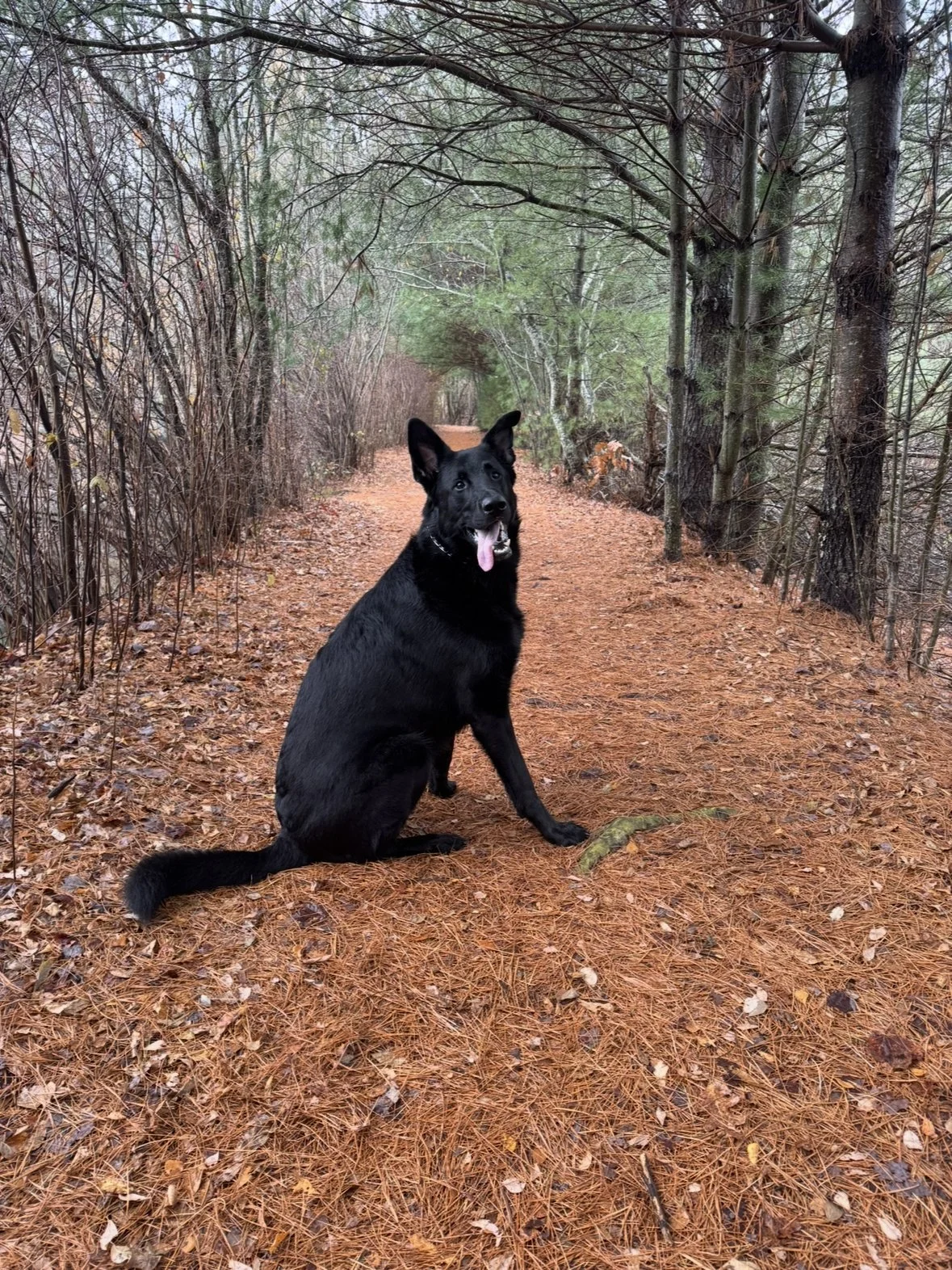 Ranger sitting on a wooded trail
