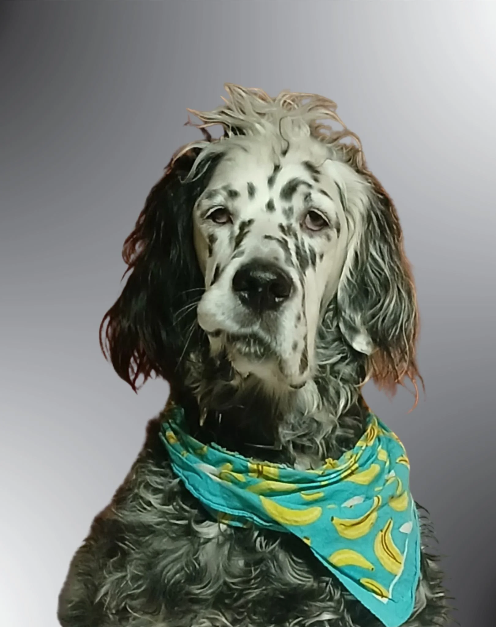 Basil, English Setter service dog