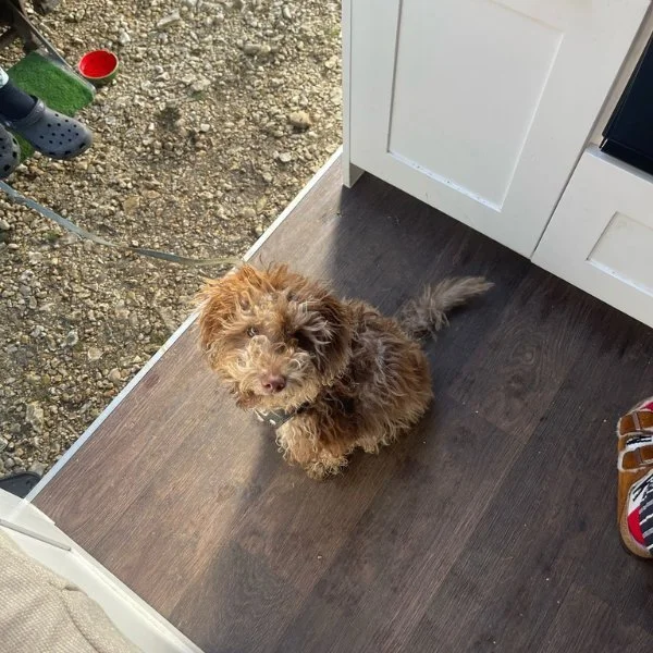 Dog sitting at the campervan door
