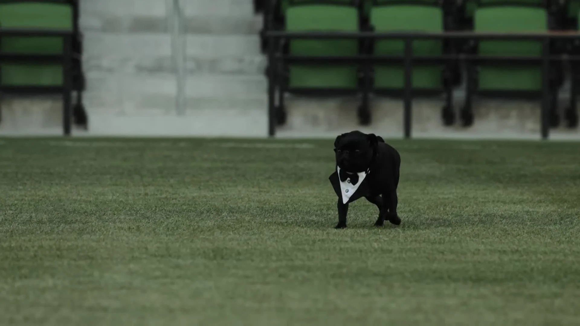 Mackie the black dog standing on the green turf at Q2 Stadium in Austin, Texas
