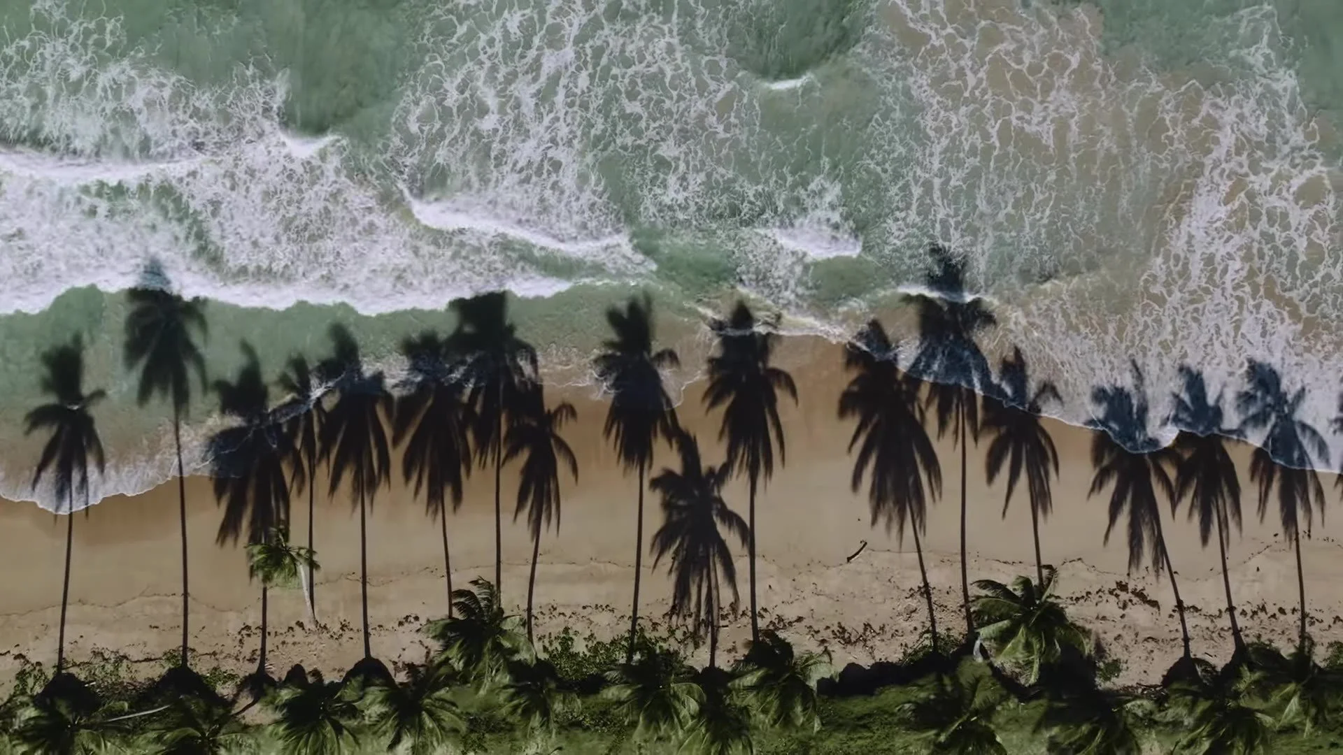 Top down aerial of palms along a Dominican Republic beach by Amanera