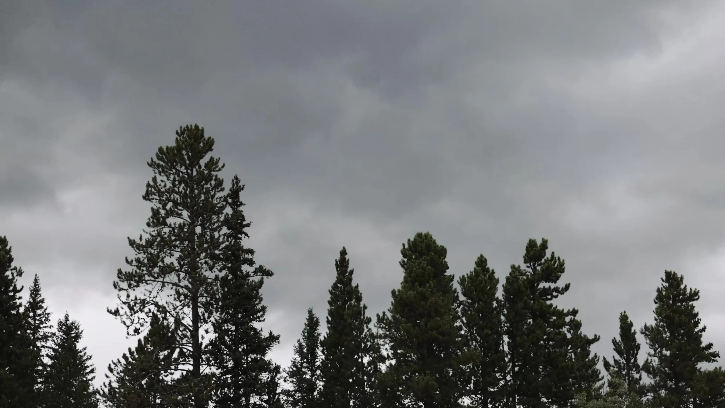 Storm clouds over pine trees before hail at a Breckenridge Colorado wedding