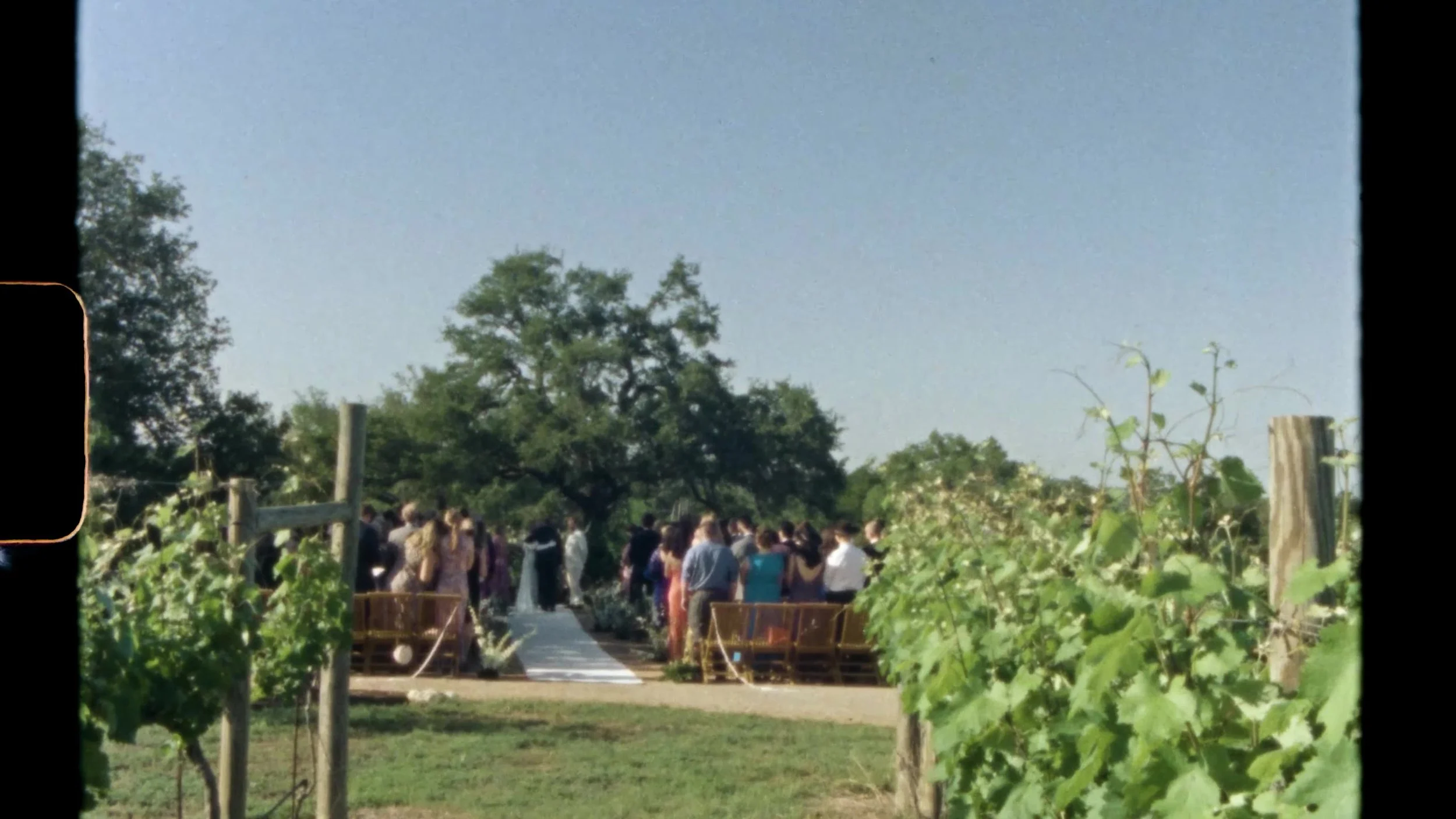 Wide Super 8 view of the vineyard ceremony under trees at Camp Lucy Vineyards in Austin, Texas