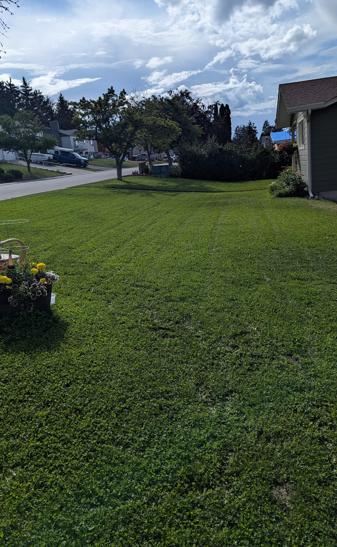 Lawn overseed
