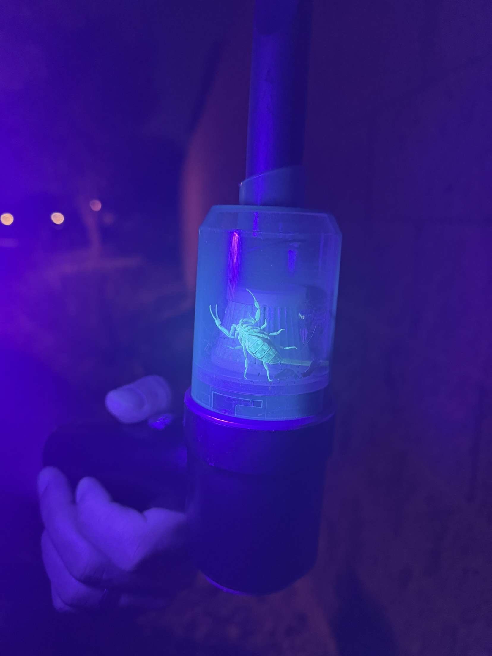 Bark scorpion found during a home inspection in the Las Vegas Valley