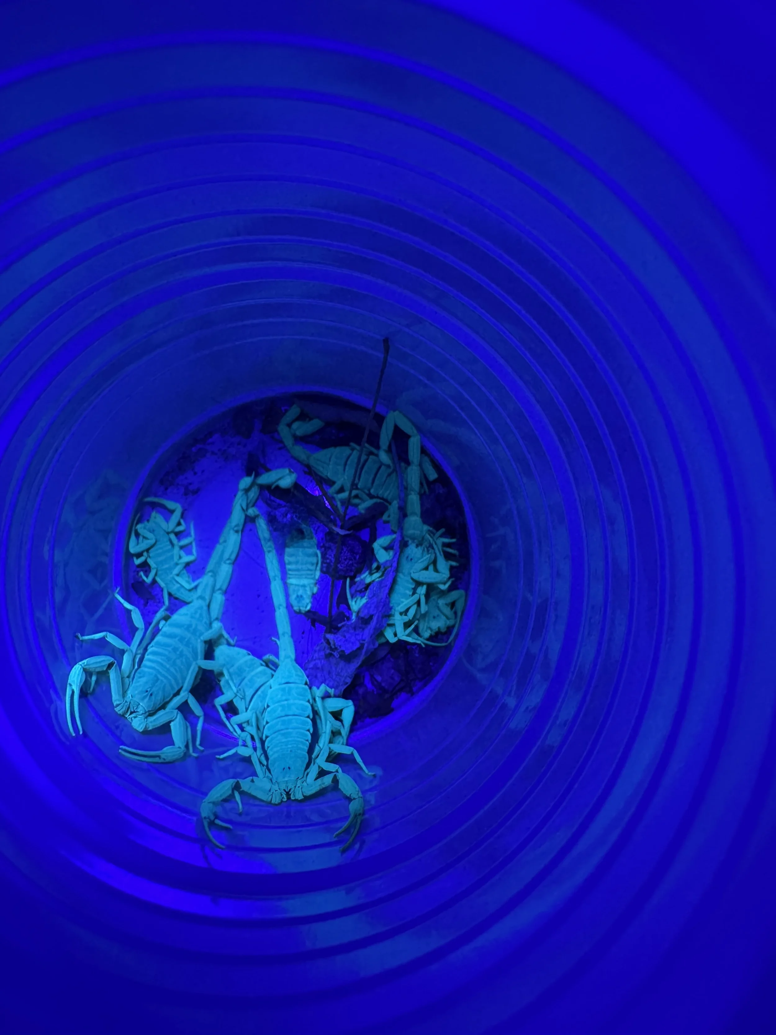 Blacklight scorpion hunt at night