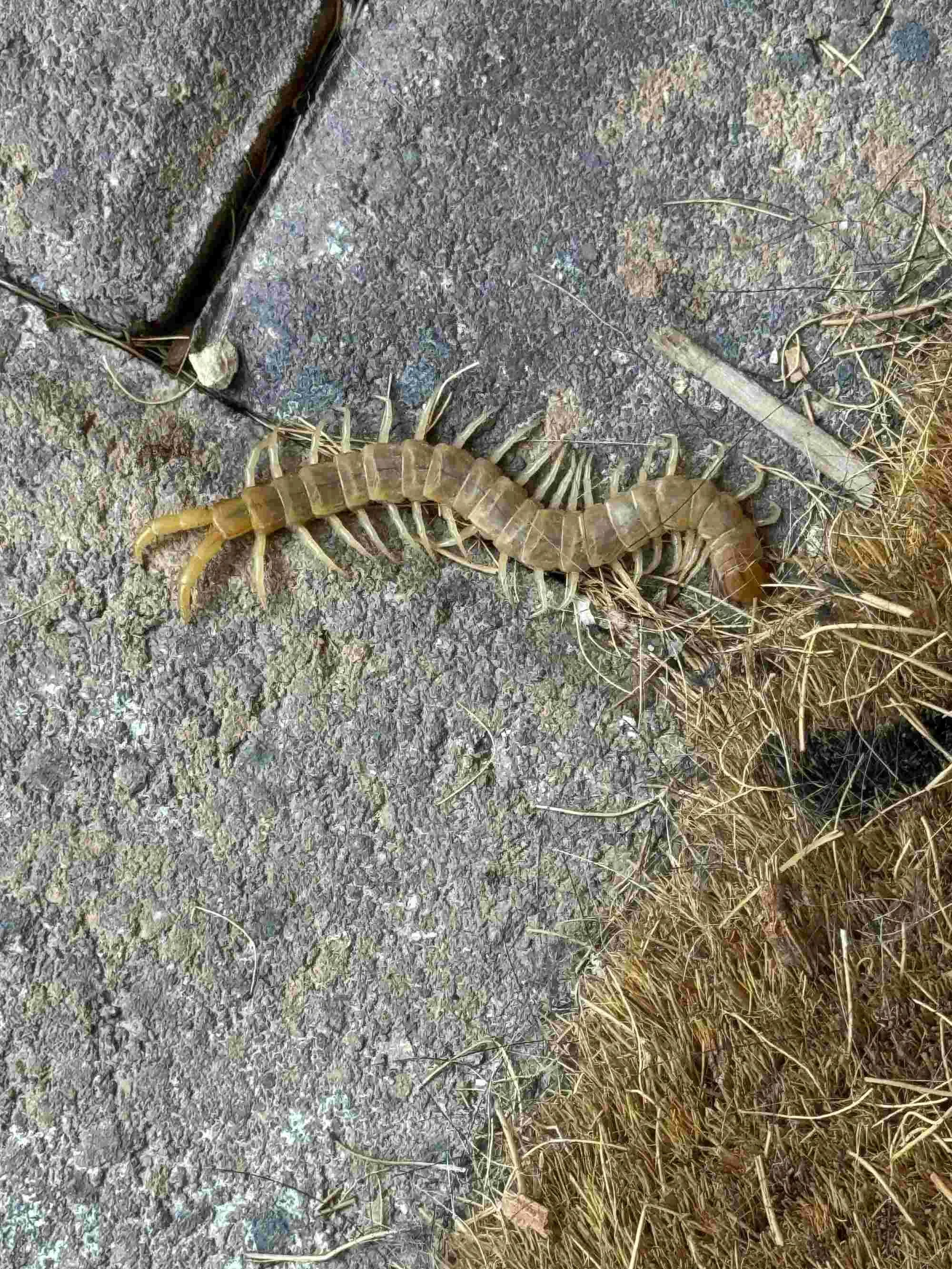 EXO Environmental technician performing pest control service