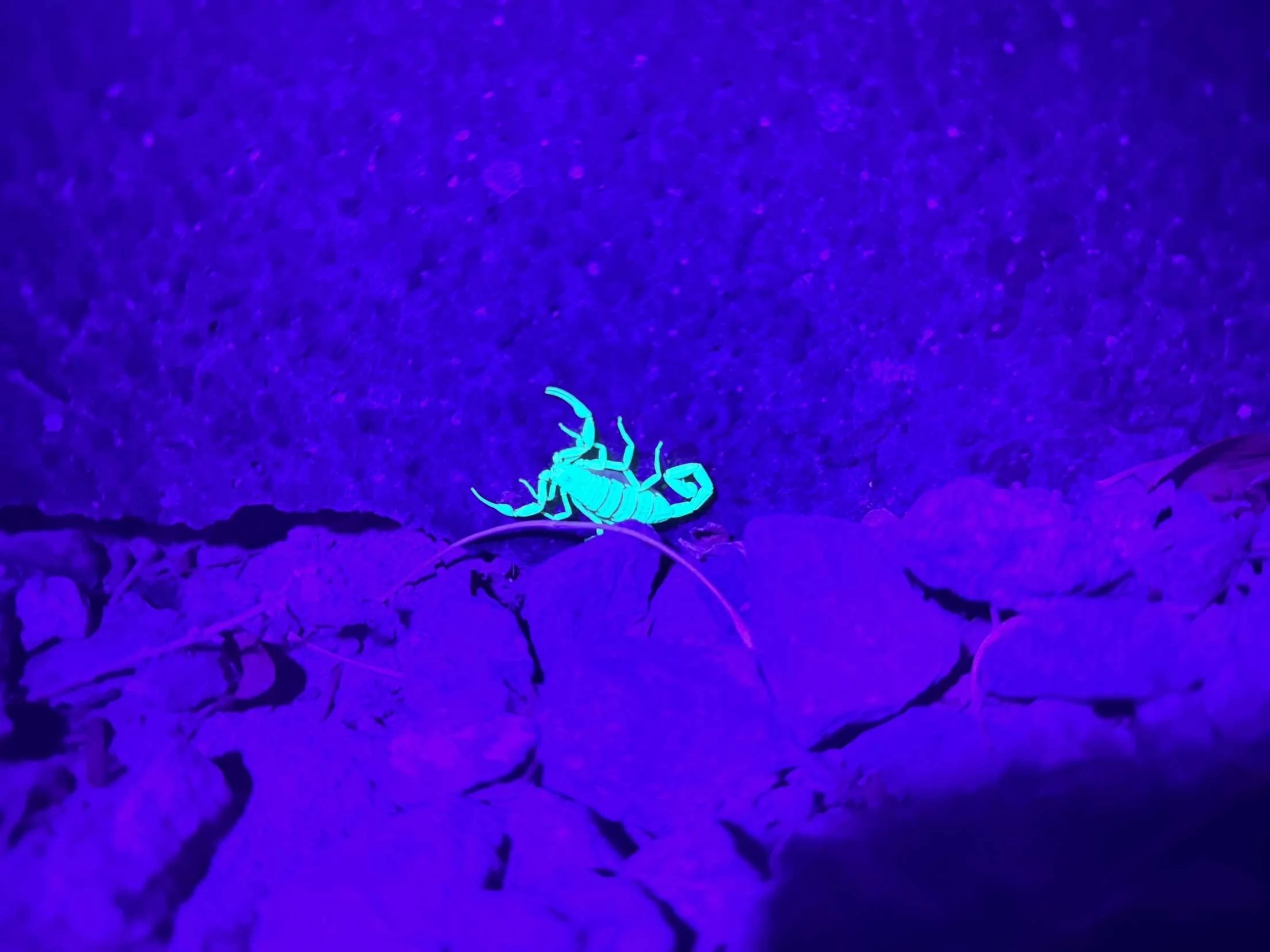 EXO Scorpion Blacklight Hunt