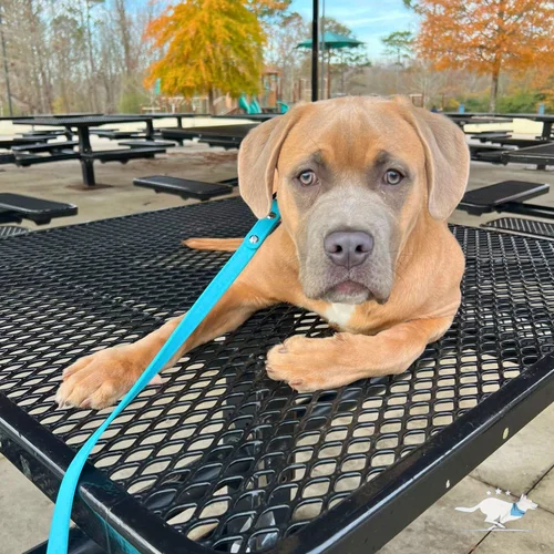 A dog lying calmly on a restaurant patio table area