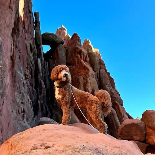 Dog on a hike at the rocks