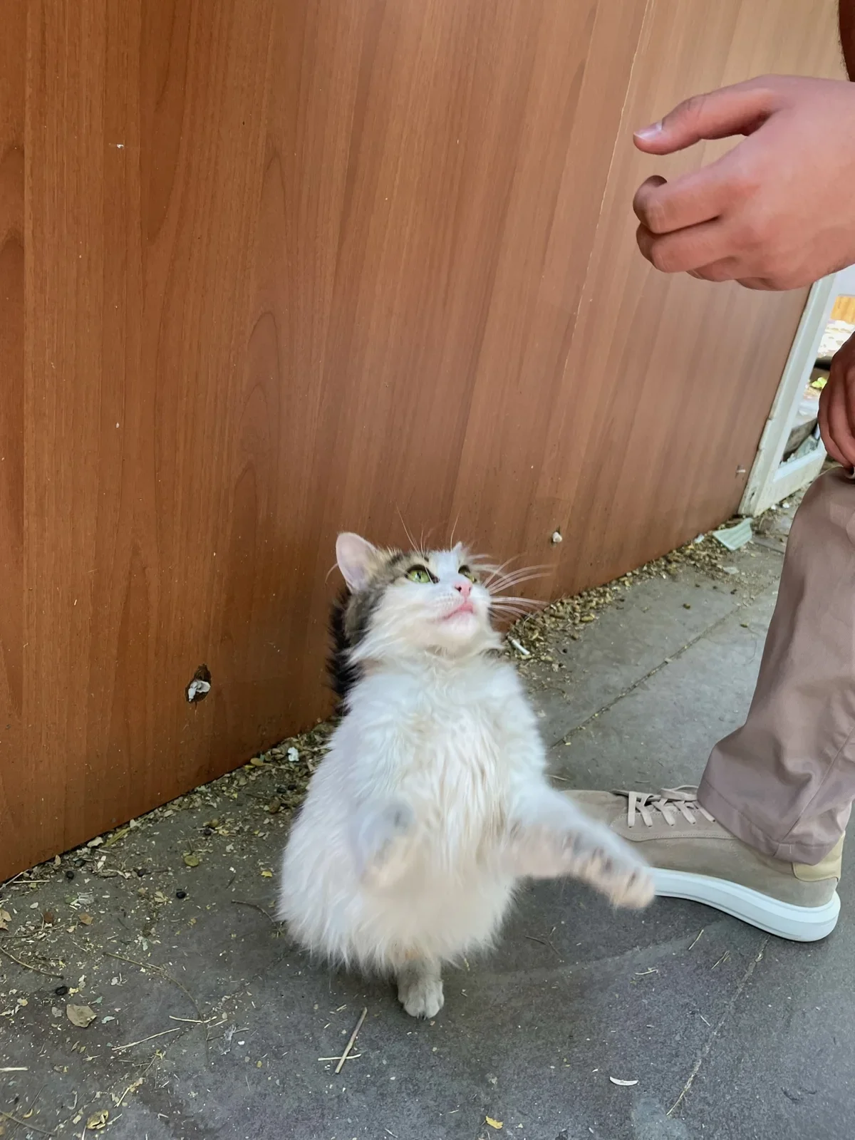 Sluty Cat Hitting My Brother