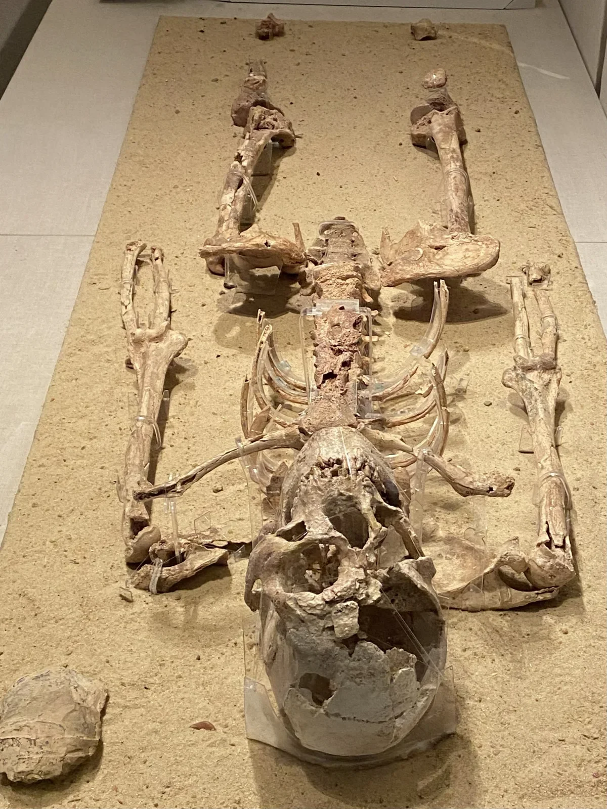 A Young Man Lived 35 Thousand Years Ago