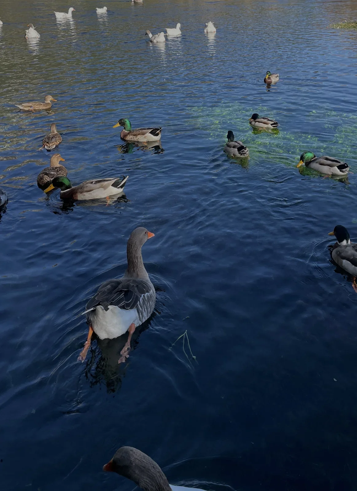Crowded