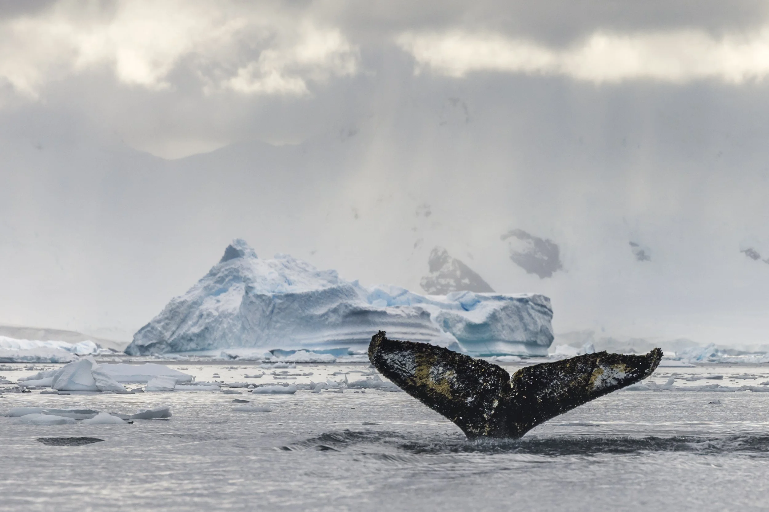Antarctic expedition fellowship