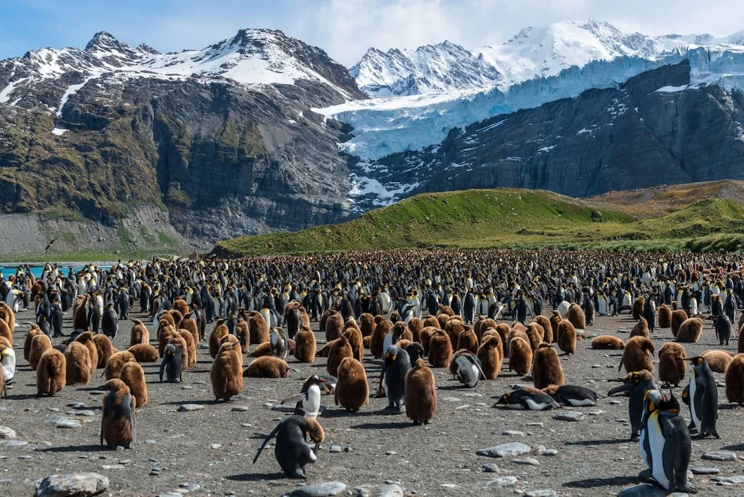 The Kingdom of Kings — Falklands, South Georgia and Antarctica