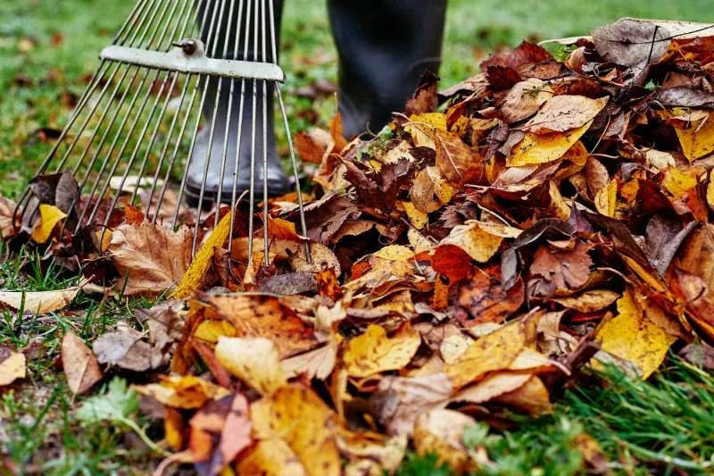 Leaves being cleared during a fall clean-up