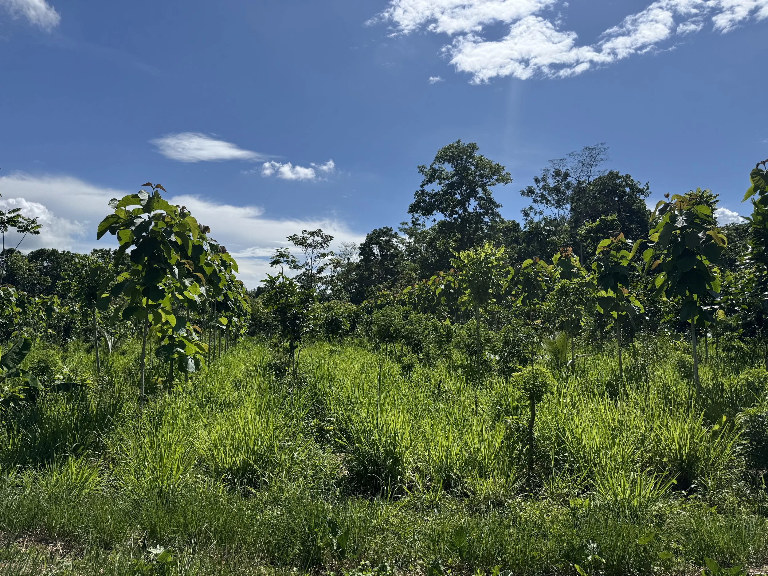 Diversified production areas across Los Arboleros Farm.