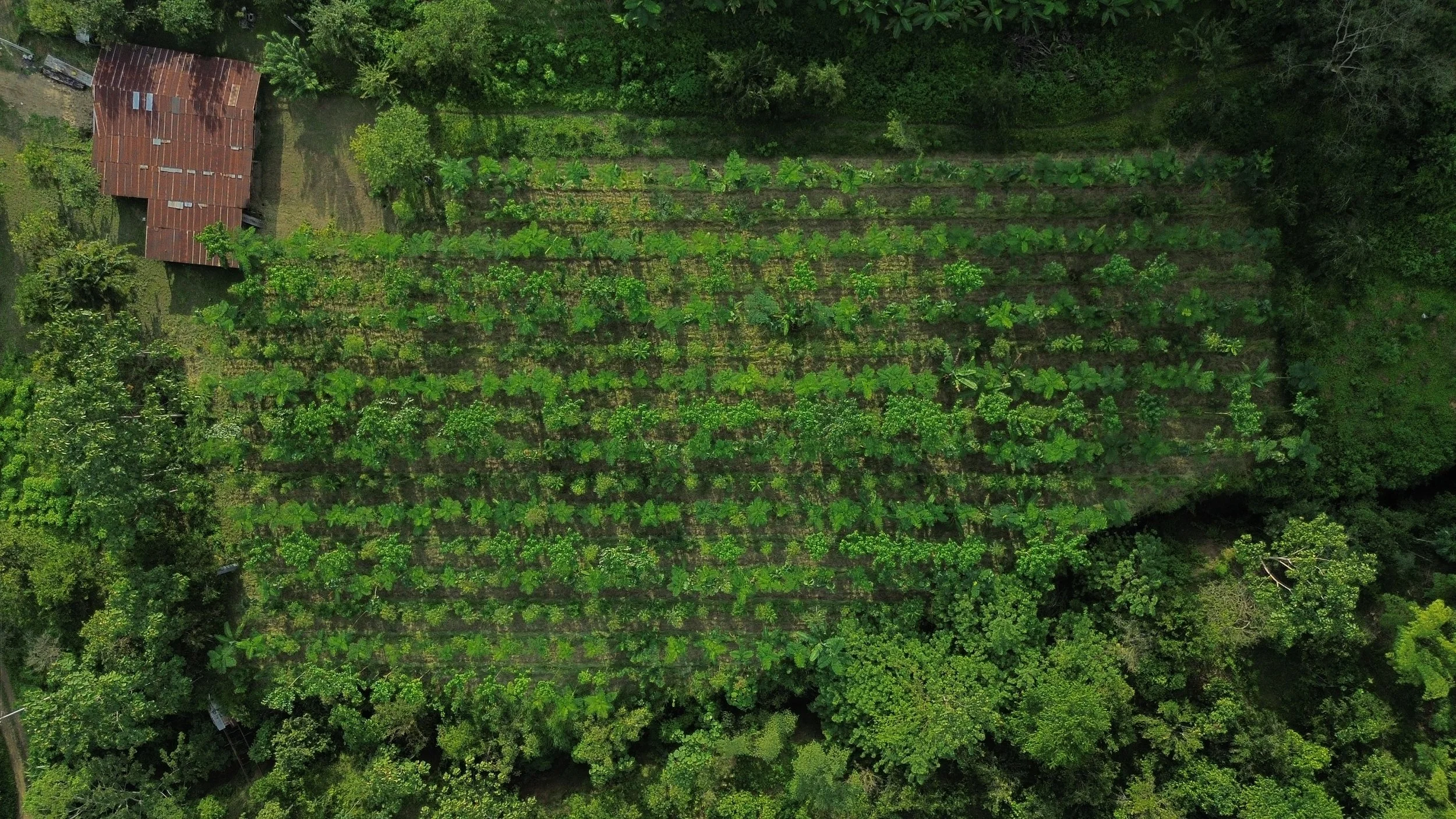 Successional agroforestry fields at Los Arboleros Farm.