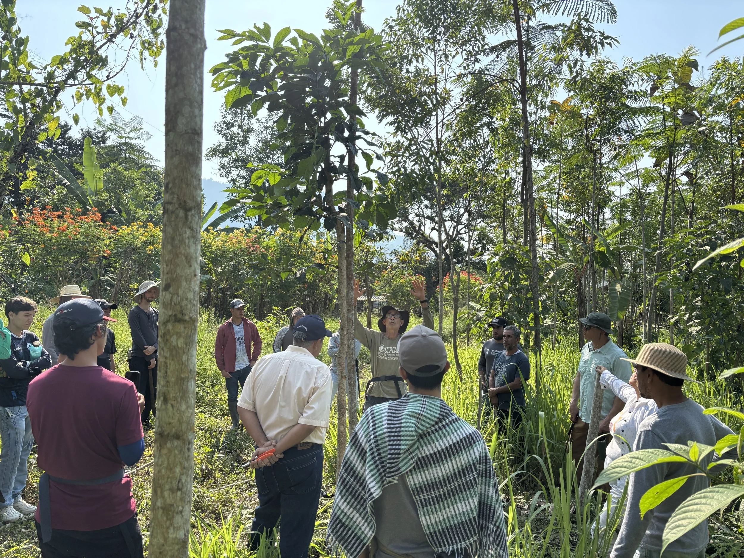Participants observe a technical demonstration inside an agroforestry field.