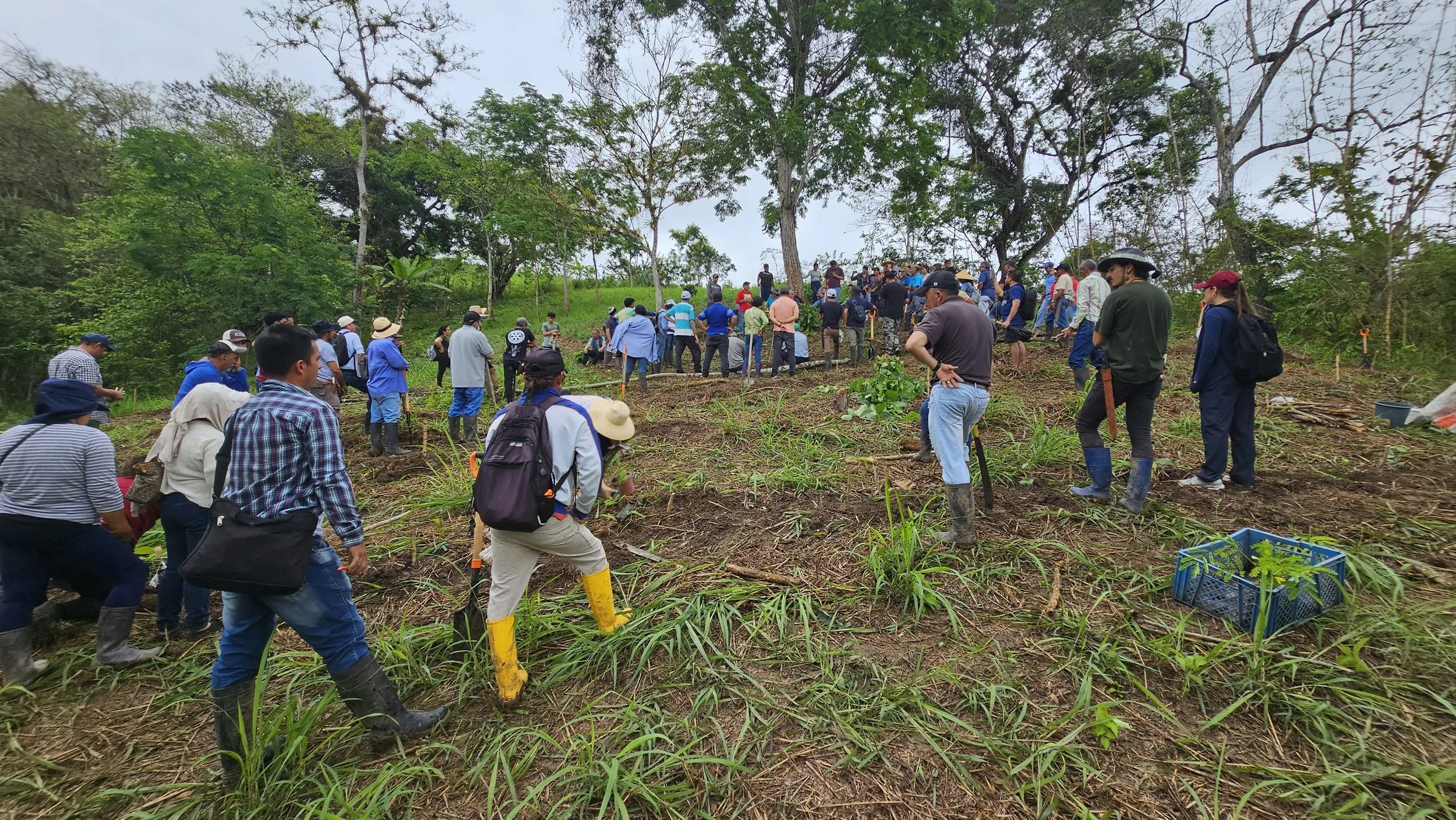 Farmer Field School participants examining a recently established agroforestry system in coastal Ecuador.