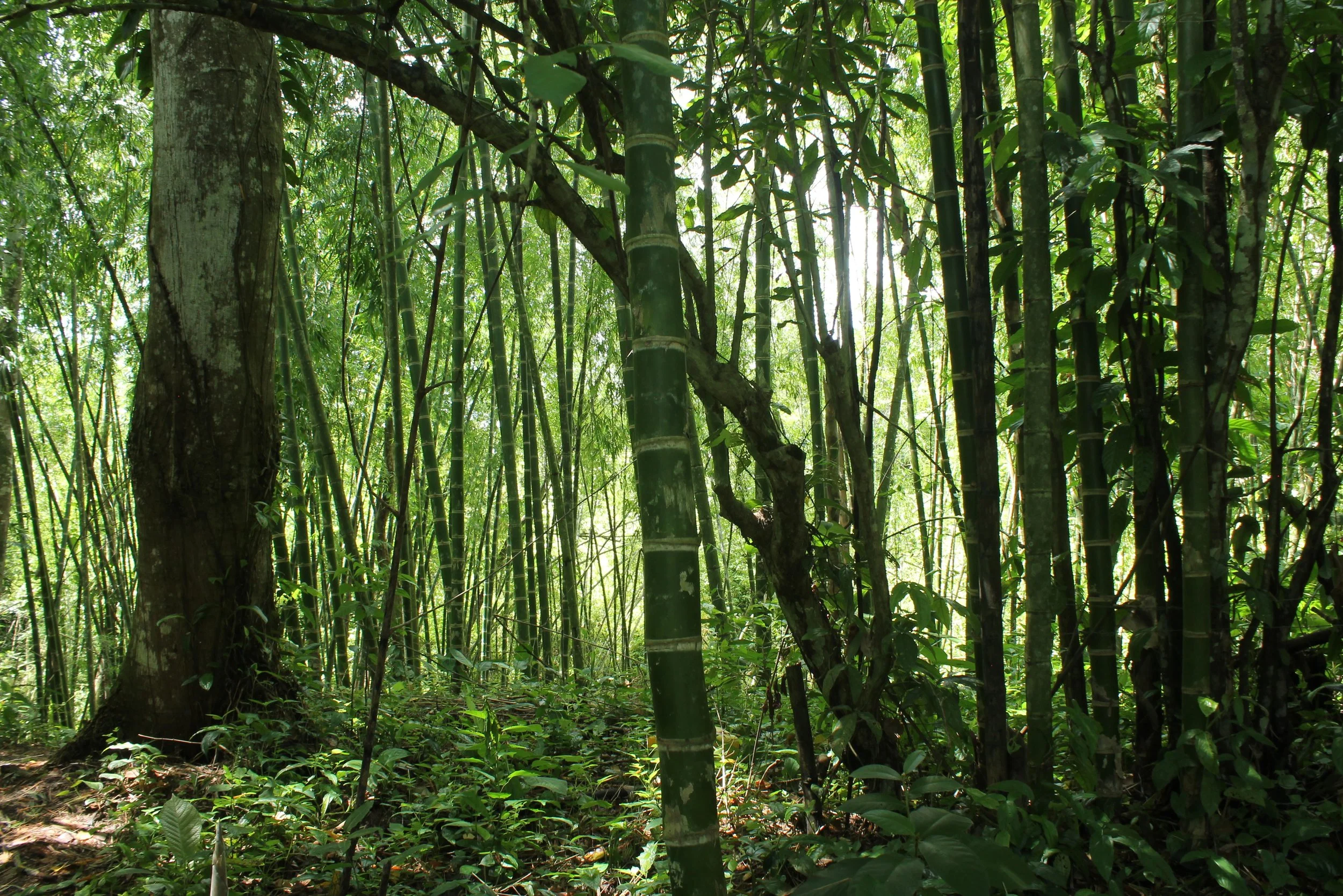 Bamboo culms prepared for construction research and component development.