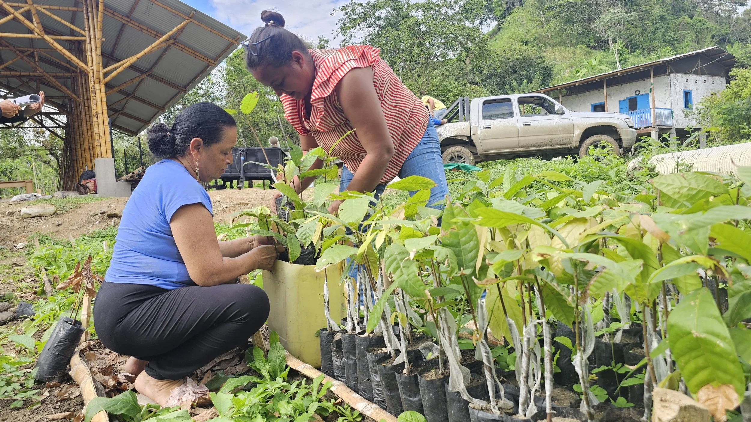 Farmer Field School participants working together in an agroforestry plot in coastal Ecuador.
