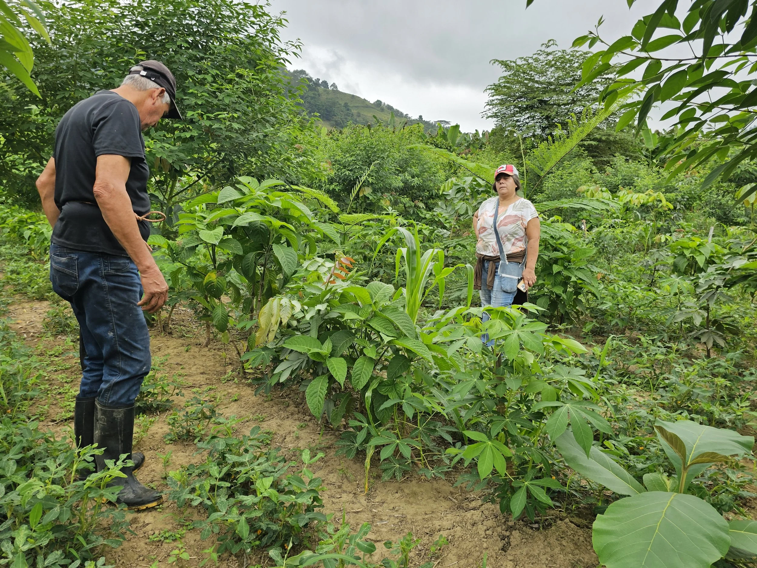 A farmer and field technician compare plant condition inside a young agroforestry system.