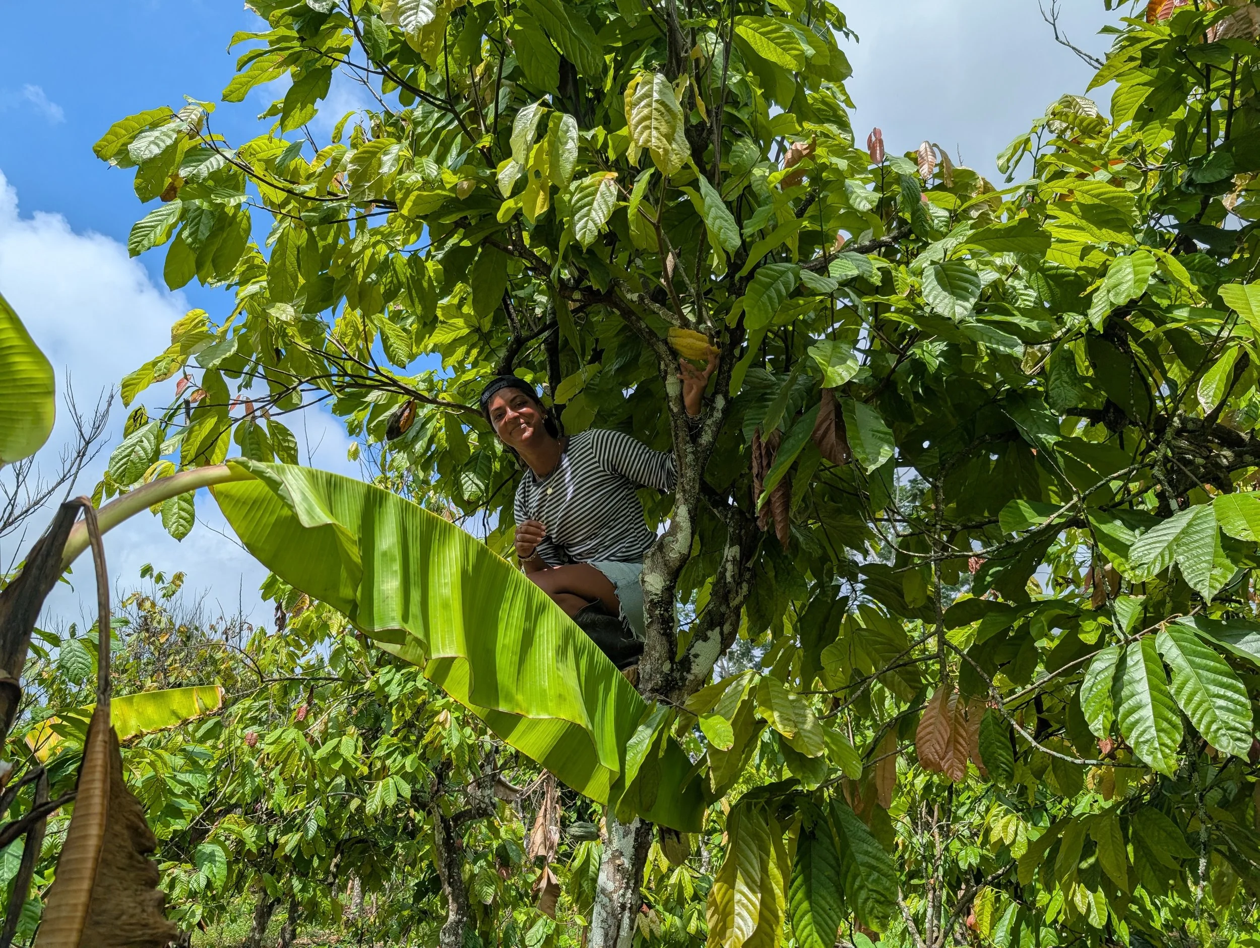 Diversified agroforestry production at Los Arboleros Farm.